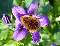 Grand bombyle en train de se nourrir, vu de dessus.