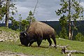 Bison.