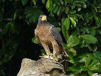 Rufous crab hawk