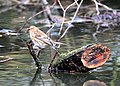 Carduelis flammea cabaret