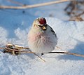 photo d'un petit oiseau blanc posé sur une brindille, sur fond de neige.