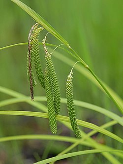 Carex shimidzensis