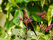 brown sunbird with black face behind a flower
