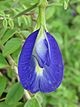 Fleur de Clitoria ternatea.