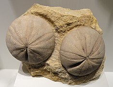 Clypeus plotti, Irregularia, Middle Jurassic, c. 162 mya