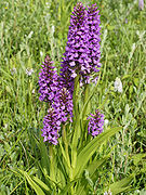 Southern marsh orchid