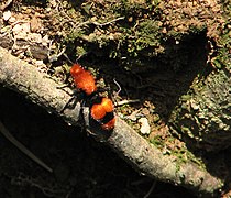 Dasymutilla occidentalis