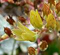 Dudleya farinosa