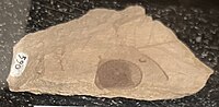 Early Oligocene acorn, Oregon, USA (33 mya)