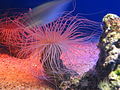 Seeanemone (Actiniaria)