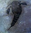 A Eurypterus fossil.