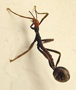 Young Extatosoma tiaratum stick insect, an ant mimic (adults are phytomimetic)