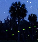 Each firefly species attracts mates with its own flash pattern.