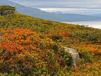 Typische Zwergstrauchtundra (Fjäll in Nordschweden)