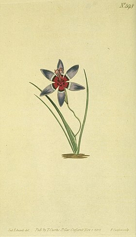 Geissorhiza radians