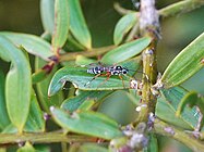 Glabridorsum stokesii found in the Waitākere Ranges, Auckland Region, New Zealand