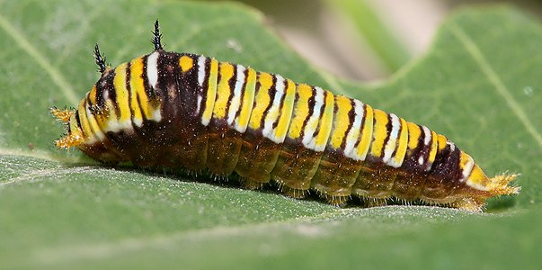 Graphium caterpillar, by Muhammad Mahdi Karim
