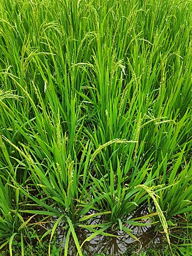 Oryza sativa