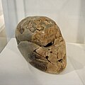 Plastered skull from Beisamoun (replica), PPNB, Museum of Prehistory, Haifa