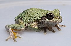 Description de l'image Hyla chrysoscelis UMFS 2016 1.jpg.