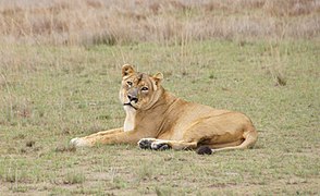 Lady Liuwa at Liuwa Plain National Park, Zambia