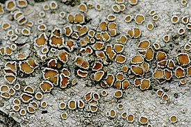 Леканора разнообразная (Lecanora allophana)