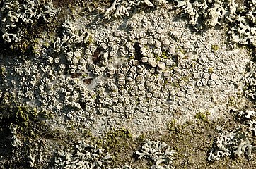 Lecanora carpinea sur rhytidome lisse de troncs, branches et branchettes de feuillus.