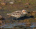 Calidris minuta