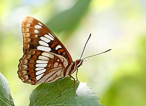 Description de l'image Lorquin's admiral.jpg.