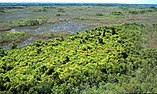 Tree island in the Everglades covered by Old World climbing fern