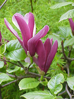 Magnolia liliiflora.