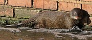 Brown mongoose in water