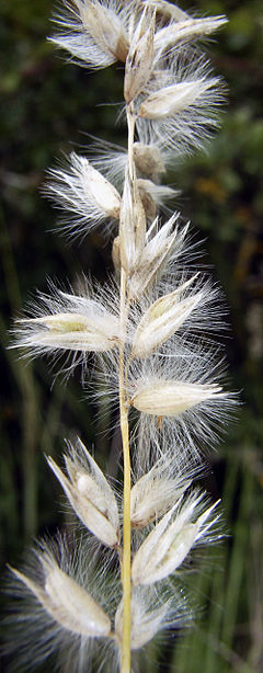 Description de l'image Melica ciliata.jpg.