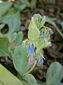 Mertensia maritima