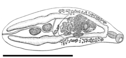 Drawing of dorsal view of M. conjunctus, scale bar is 1 mm
