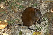 Brown rat-kangaroo