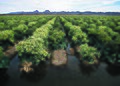 Furrow flood irrigation on a field of broccoli raised for seed in Yuma, Arizona.
