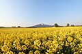 建石町の菜の花畑と岩木山