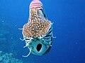 Nautilus belauensis, вид спереди. Виден открытый раструб воронки