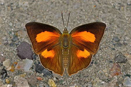 Dorsal view (male)