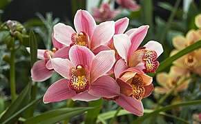 Orchidacea Cymbidium