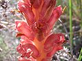 Detail flower