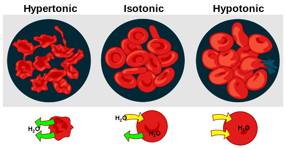 Osmotic pressure on blood cells, by LadyofHats