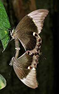Papilio ulysses, by Michael Gäbler