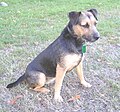 Patterdale Terrier