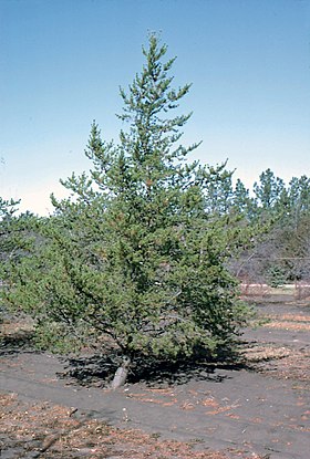 Pinus banksiana