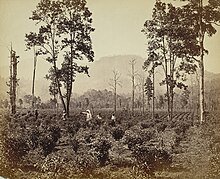 Photographie en noir et blanc montrant une plantation de thé.