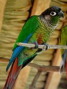 Conure de Molina.