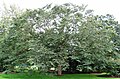 Ulmus laciniata var. nikkoensis, Kew Gardens