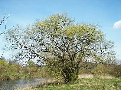 Le saule blanc